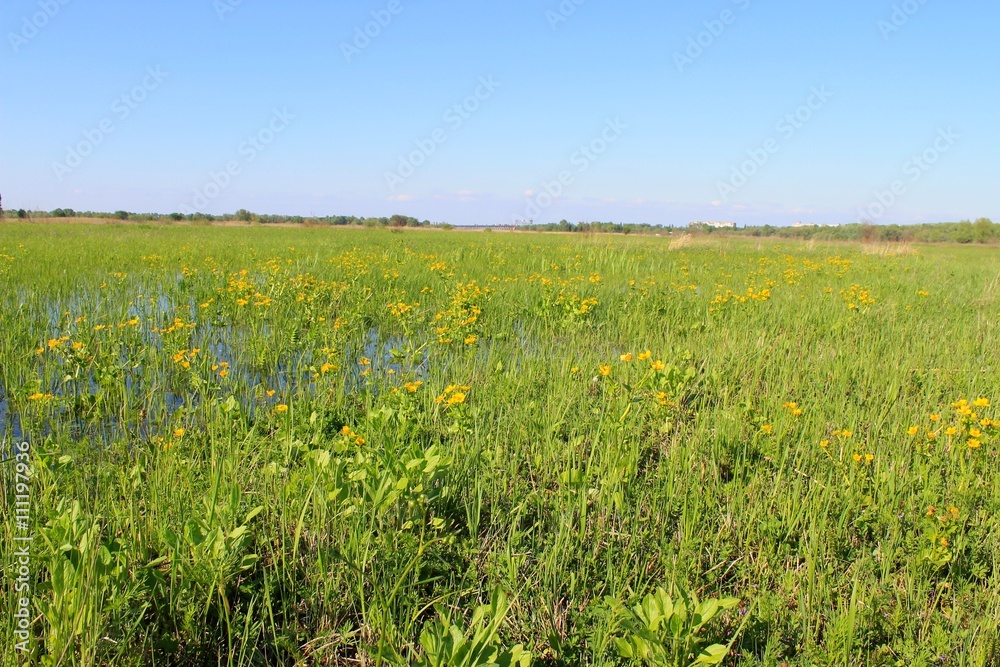 Wet meadow with marsh marigolds 