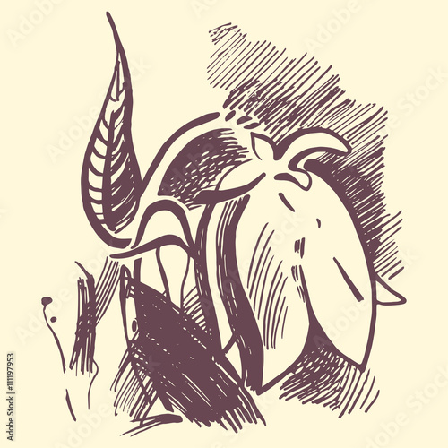Bluebell flower graphic illustration. Campanula drawing.
