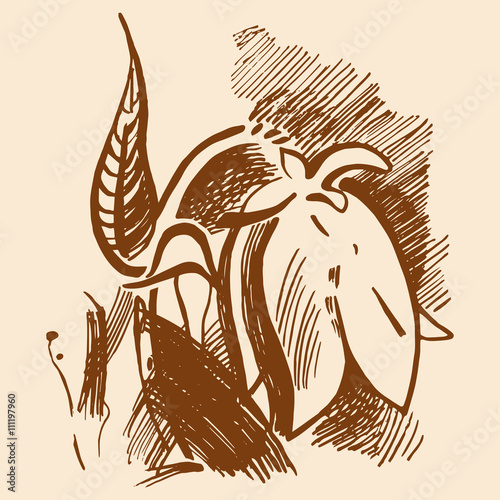 Bluebell flower graphic illustration. Campanula drawing.