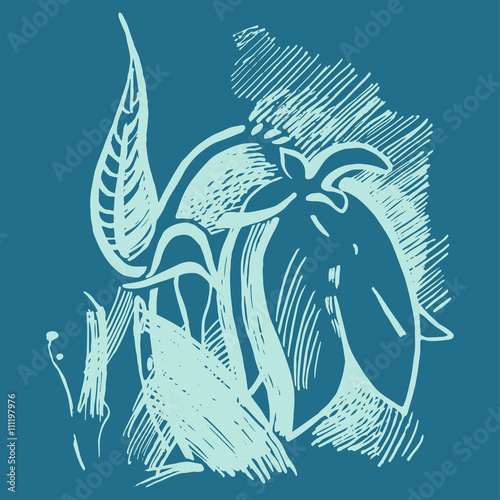 Bluebell flower graphic illustration. Campanula drawing.