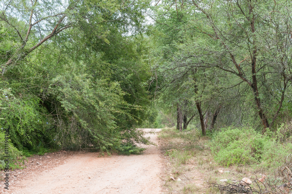 Fallen tree on the road through Baviaanskloof