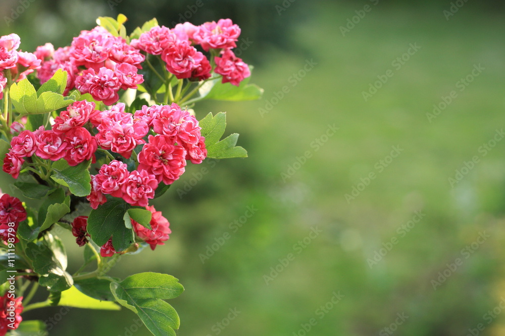 Pink & purple hawthorn on a branch Pink & purple hawthorn on a branch