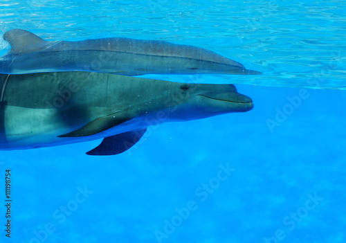 Delfín en el agua, mamífero acuático