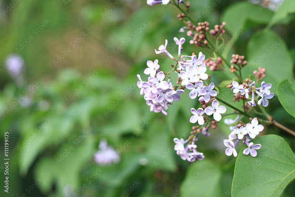 The common lilac blooming in the garden