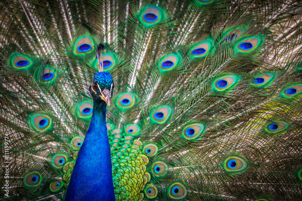 Fototapeta premium Peacock (Indian peafowl)