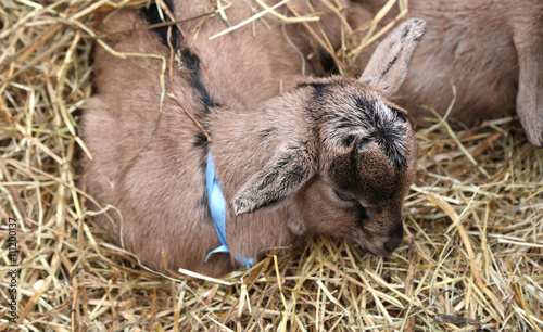 young newborn Kid in the straw with the soft coat and colored ri