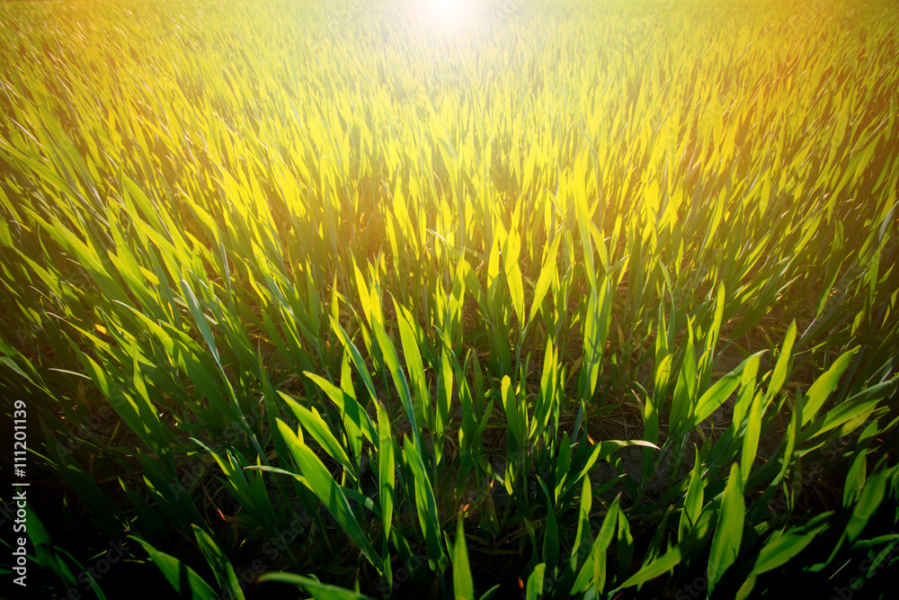 Obraz premium Sunny green field at summer.
