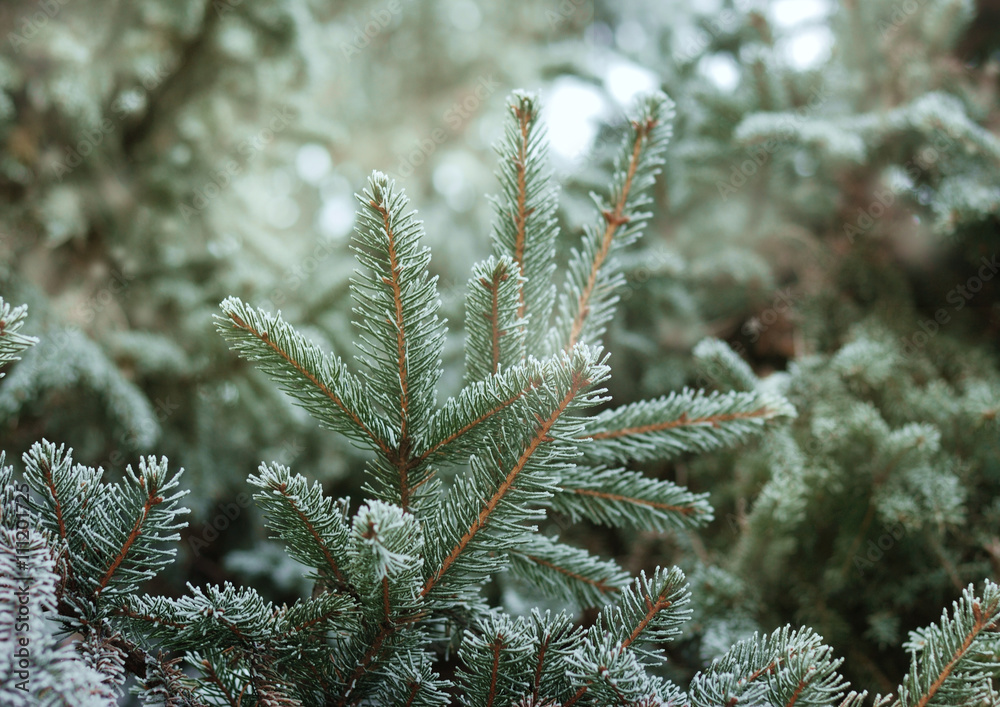 Christmas, winter background with frosty thuja tree. Macro shot