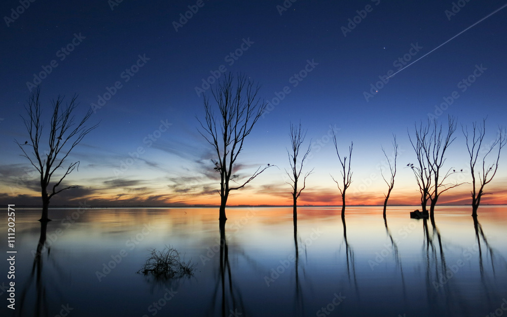 Arboles en calma Arboles en calma