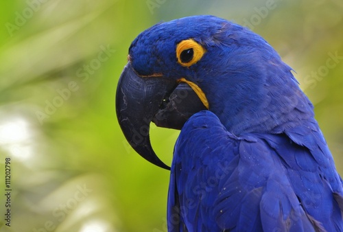 Blue Hyacinth Macaw © michaelfitz