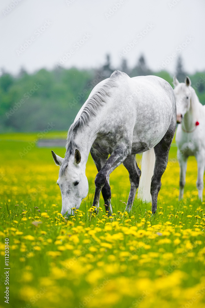 gray horse grazing in dandelion field