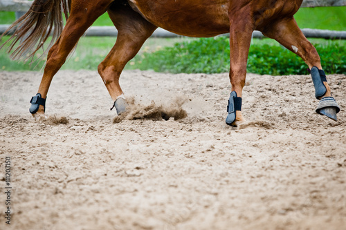 horse galloping in paddock