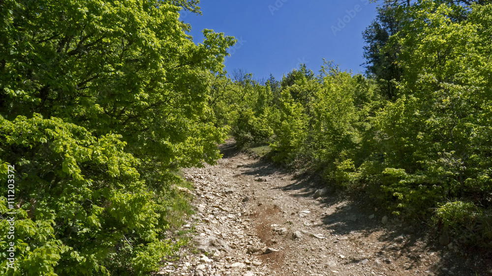 road woods among trees summer. Shrubs along edges  path. Mountain road among low green trees. Lush foliage. Blue sky. Background of forest trackway. Wild garden of shrubs. To go on the road