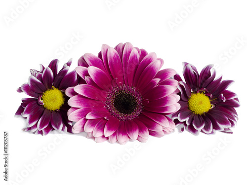 chrysantemum flowers