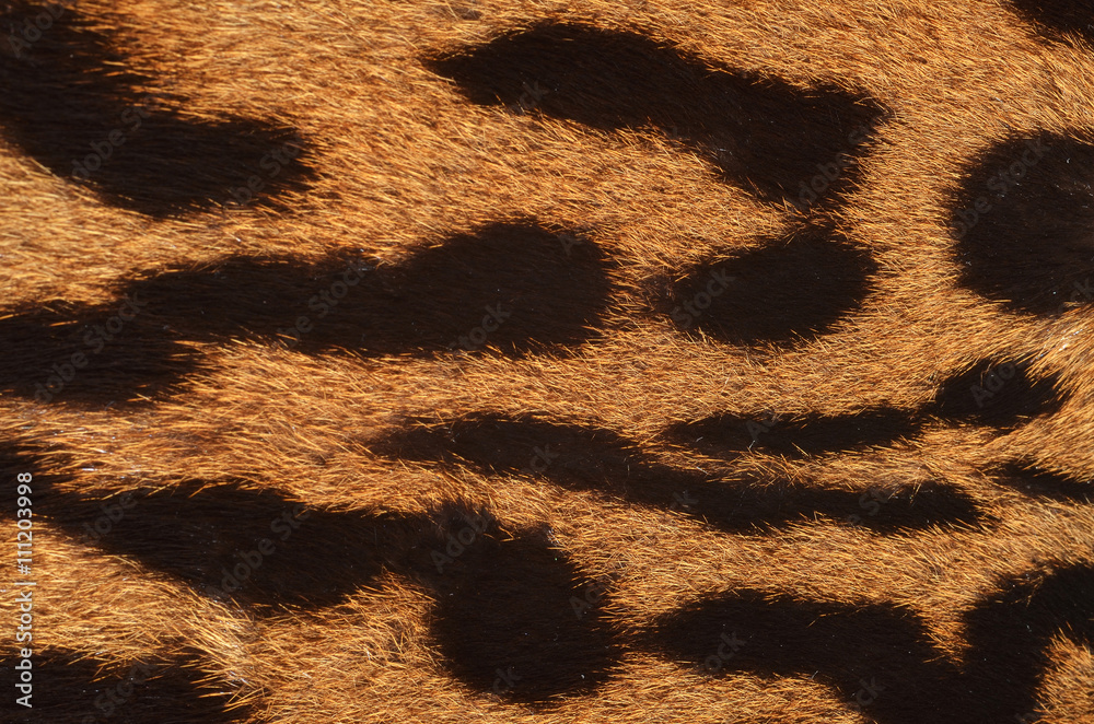 Obraz premium leopard fur
