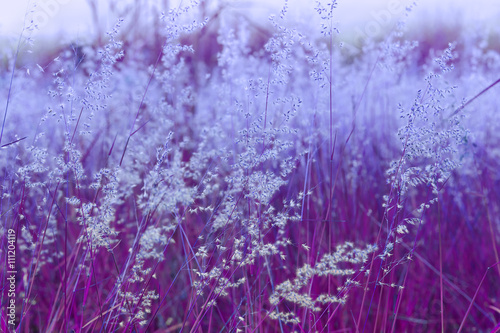 Close up of poaceae grass flower