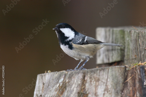 cincia mora parus ater uccello passeriforme  photo