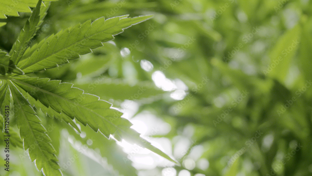Background Texture of Marijuana Plants at Indoor Cannabis Farm Background Texture of Marijuana Plants at Indoor Cannabis Farm