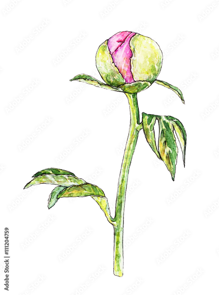 Fototapeta premium Botanical illustration of peony flower, vector made from my own watercolor painting