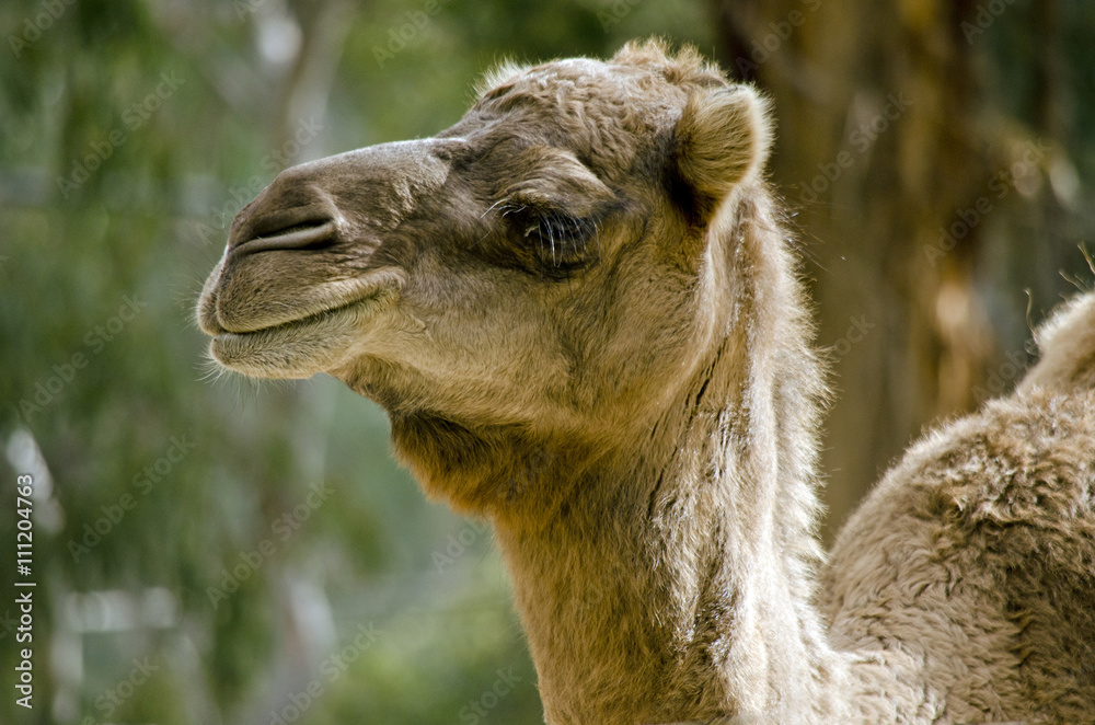 Obraz premium dromedary camel
