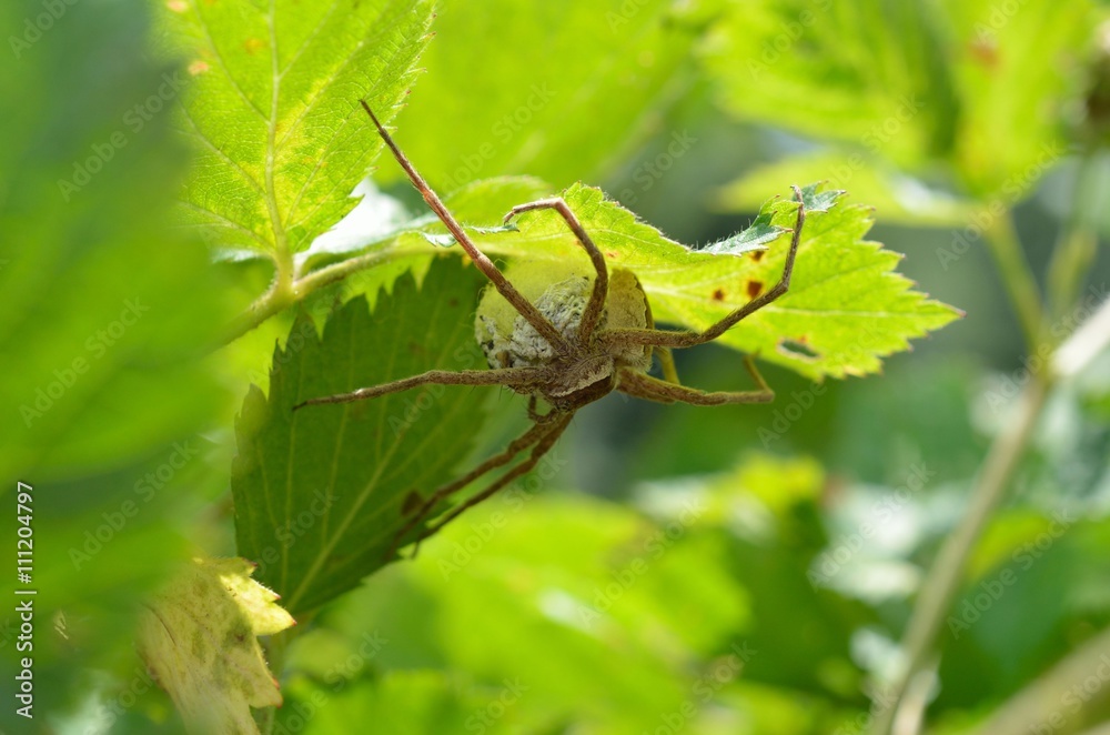 Large garden spider, arachnid, sitting on egg sack Large garden spider, arachnid, sitting on egg sack