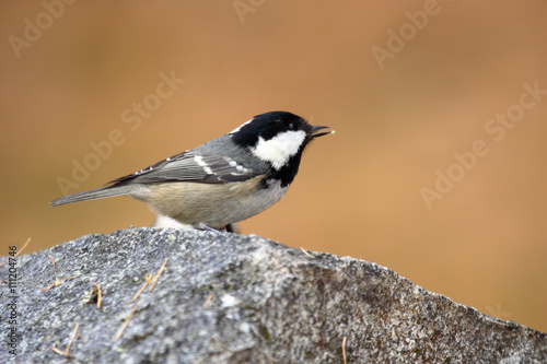 cincia mora parus ater uccello passeriforme  photo