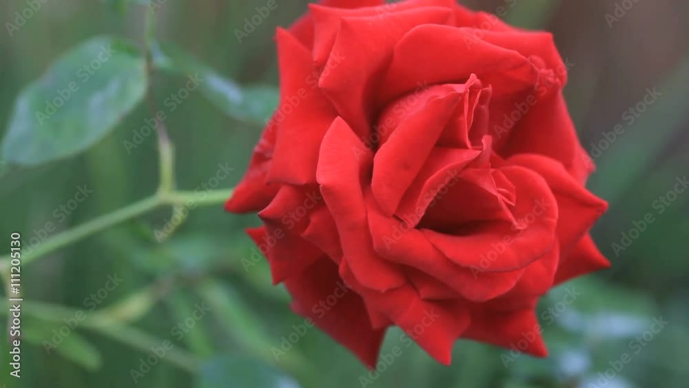 Beautiful rose in a vibrant color closeup Beautiful rose in a vibrant color closeup
