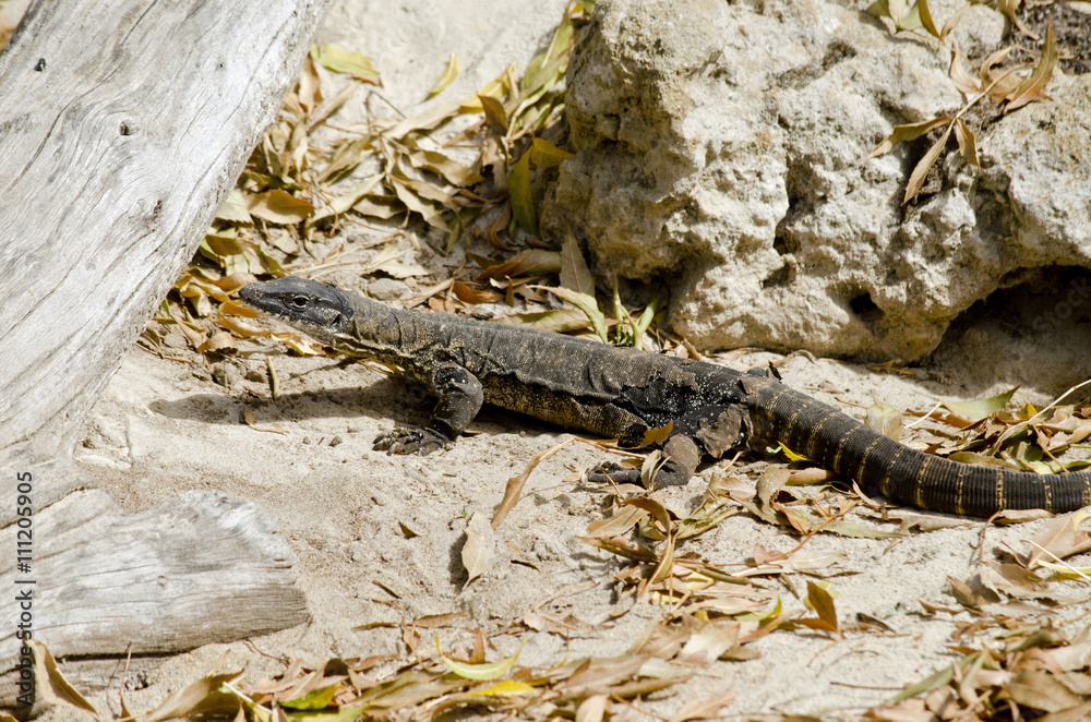 rosenberg monitor rosenberg monitor