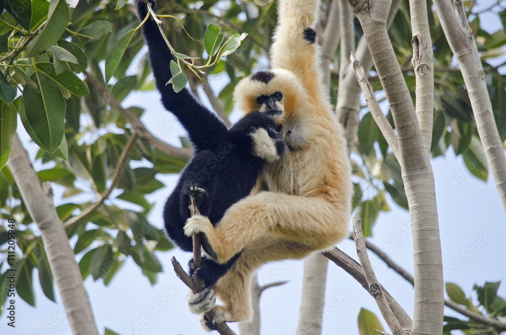 Fototapeta premium white faced gibbon