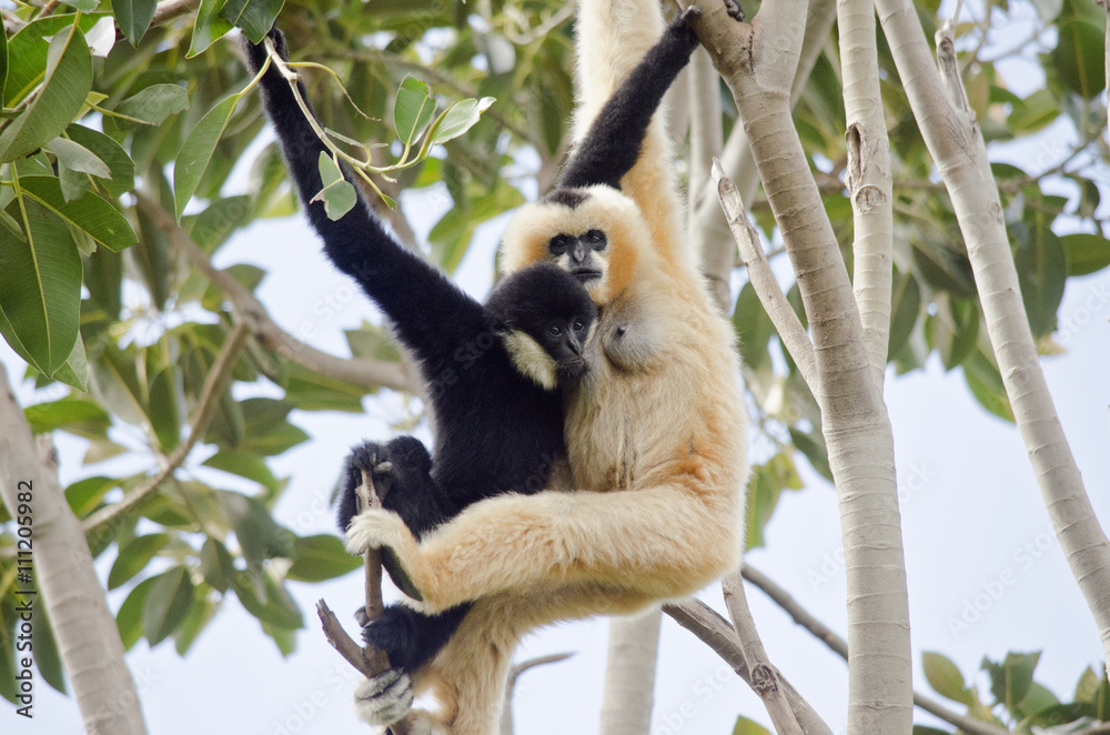 Fototapeta premium white faced gibbon