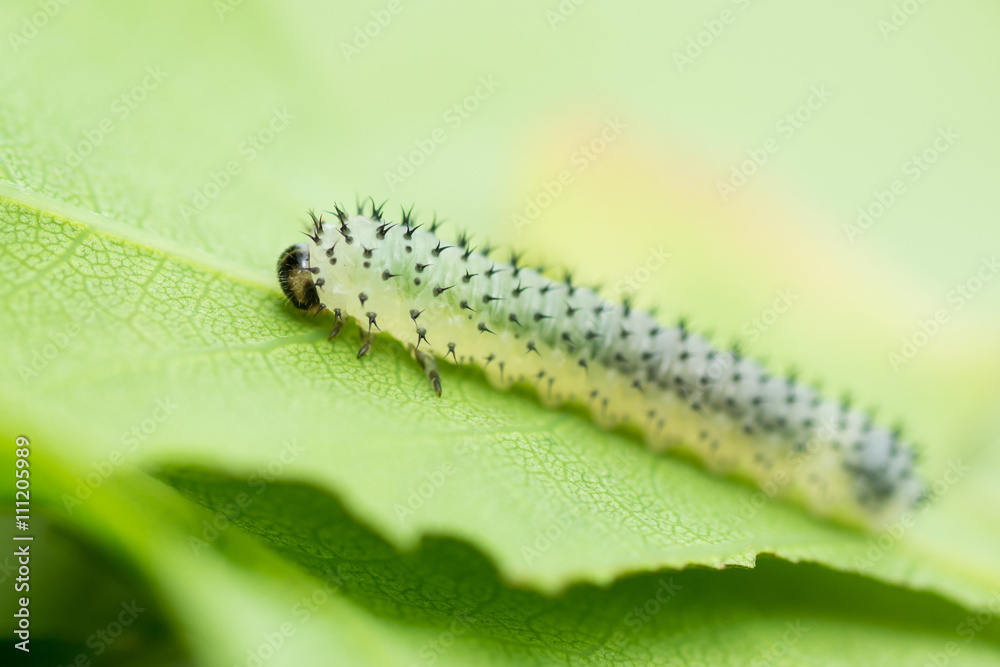 Oak sawfly (Periclista lineolata) larva on oak leaf. Spiky sawfly caterpillar in the family Tenthredinidae, feeding on oak tree (Quercus sp.)
