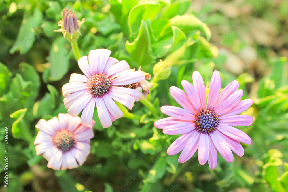 Obraz premium Pink Flowers at sun light. Green Floral Background.
