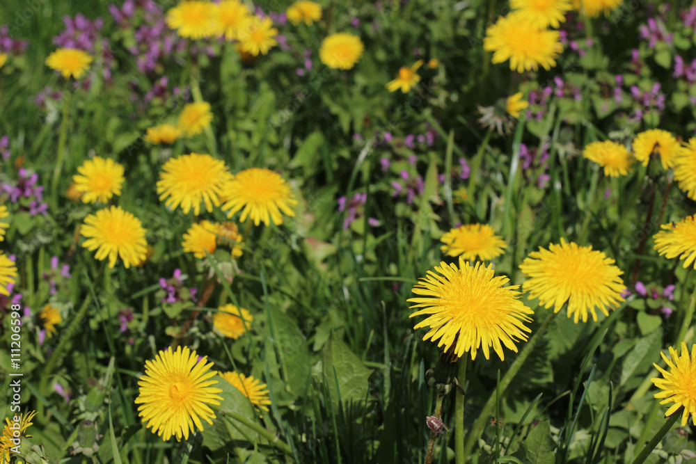 Obraz premium field of dandelions