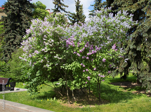 Beautiful blooming lilacs in a park.