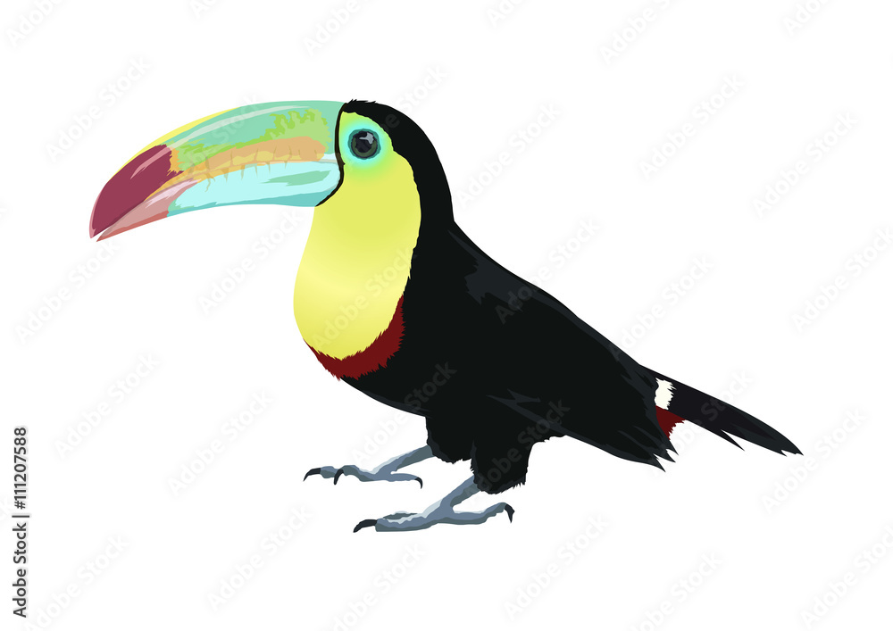 Naklejka premium サンショクキムネオオハシ