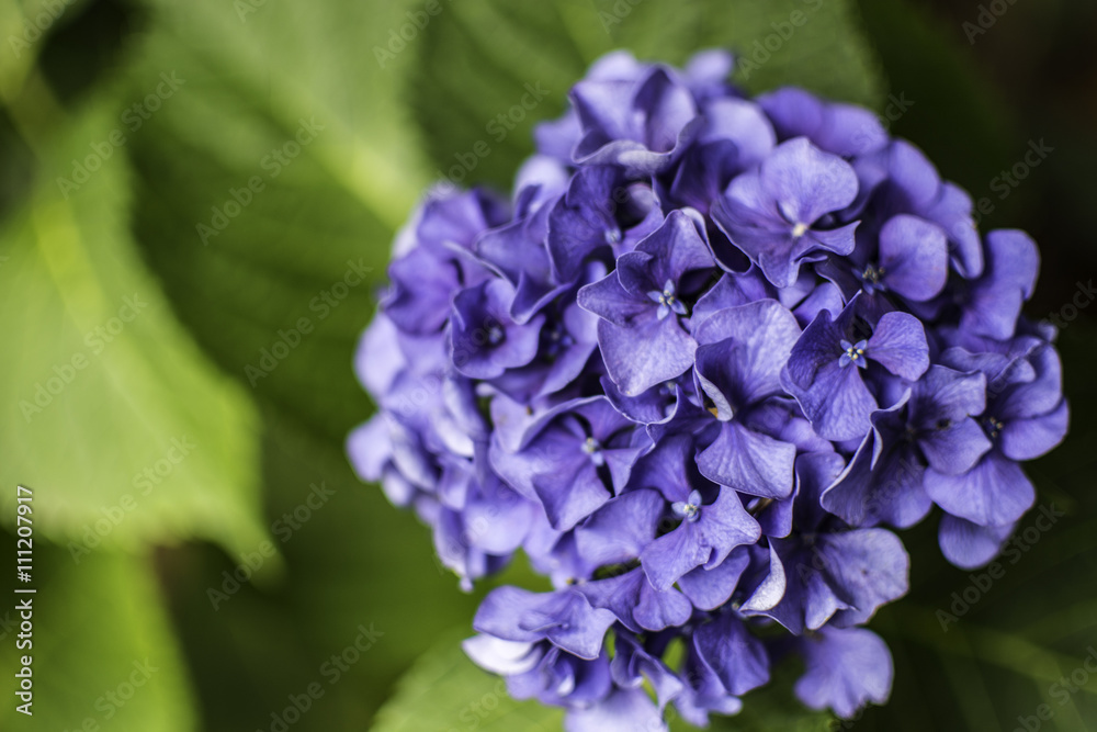 violet hydrangea flower violet hydrangea flower