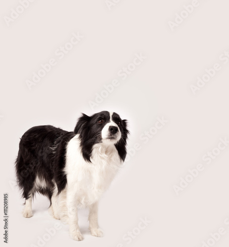 Cute border collie with copy space © ra2 studio