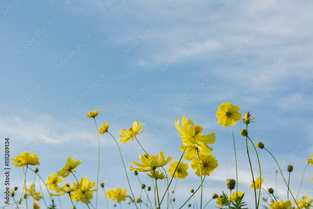 Yellow cosmos flowers with light blue background.
