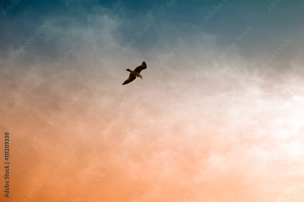 Seagull Seagull
