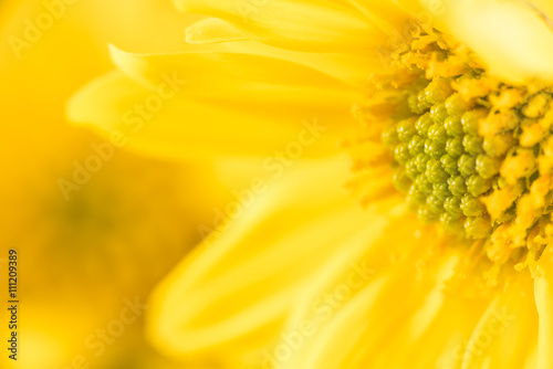 Fotografia Chrysanthemum, flower, close-up, macro.
