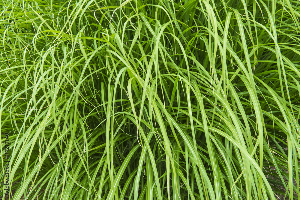 field of a green high grass field of a green high grass