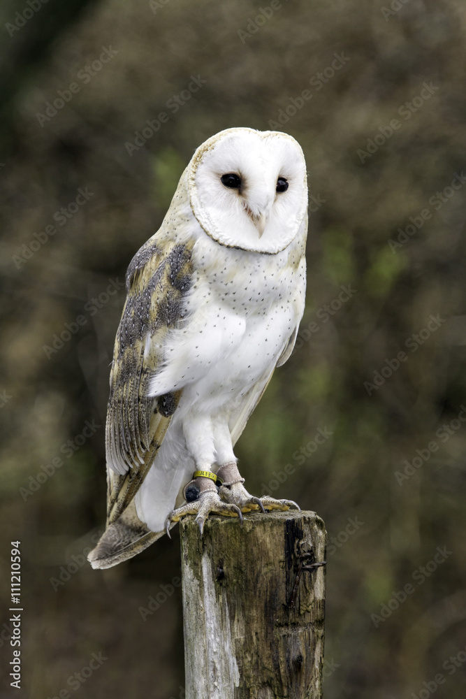 Fototapeta premium Male Barn Owl