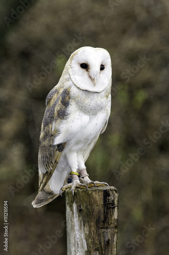 Male Barn Owl