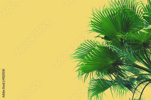  palm tree on blue sky background.