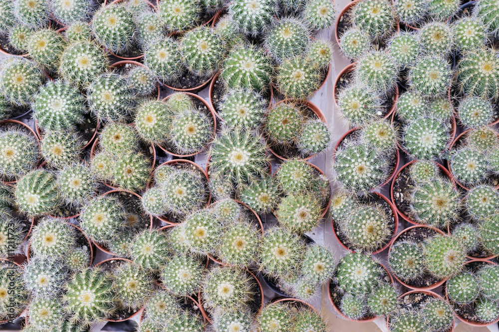 cactus in garden shot from top view cactus in garden shot from top view