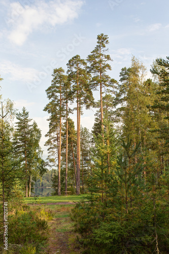landscape in the northern coniferous forest