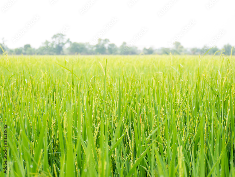 Obraz premium freshess of rice field in the morning
