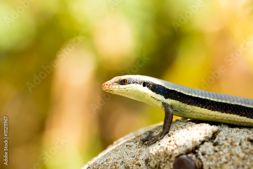 a skink blurry nature background 