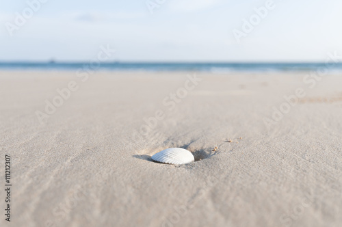 shell and sand