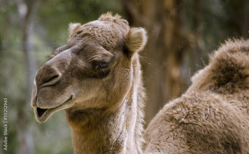 Obraz premium dromedary camel